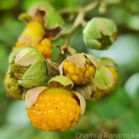 Rubus ellipticus Sm.